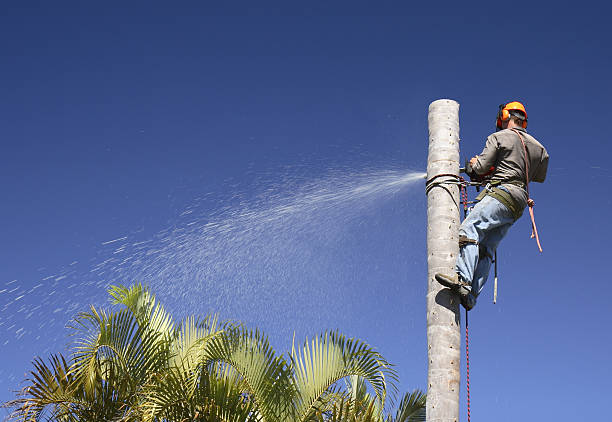 How Our Tree Care Process Works  in  Millington, NJ